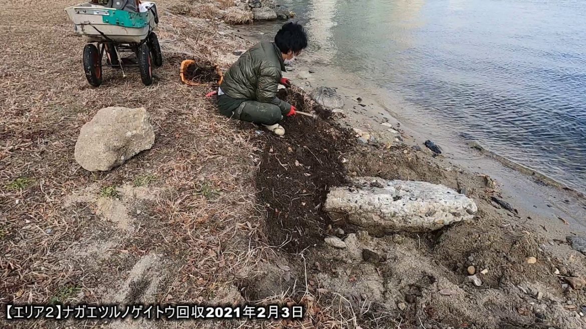 【エリア2】ナガエツルノゲイトウ回収2021年2月4日　琵琶湖　特定外来生物