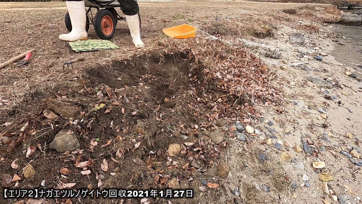 【エリア２】ナガエツルノゲイトウ回収2021年1月27日