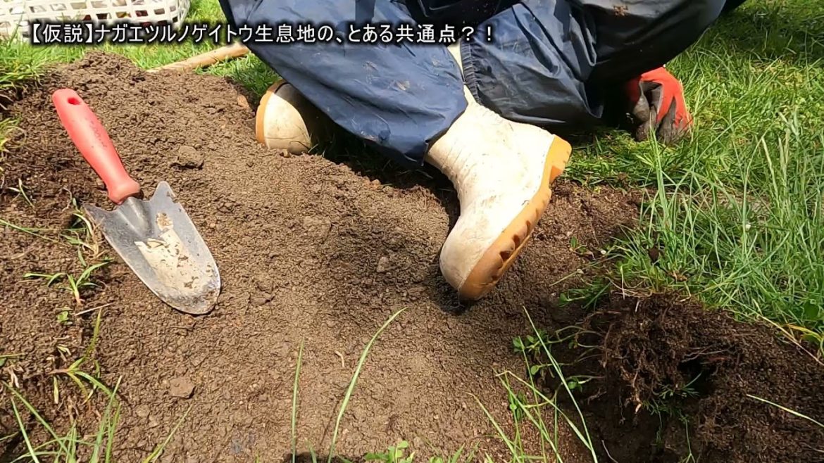 【仮説】ナガエツルノゲイトウ生息地の、とある共通点?! 【仮説】ナガエツルノゲイトウ生息地の、とある共通点?!