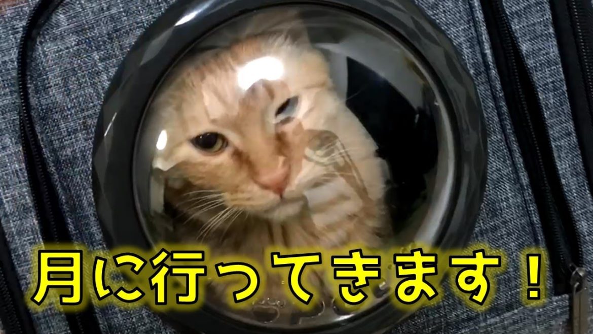 宇宙船に乗った猫の反応がかわいい！