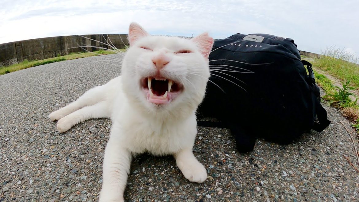 白猫が黒いリュックを気に入ってスリスリしてきた