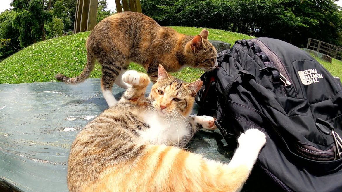 お転婆な三毛猫姉妹が「おやつを出せ〜」とリュックに悪戯してきた