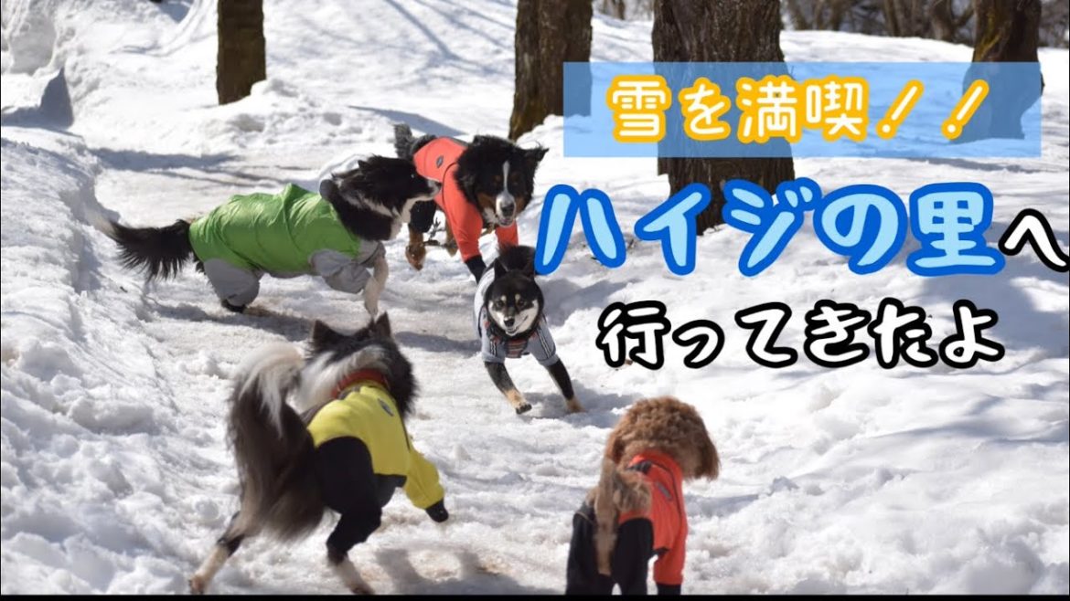 【波瑠&凛桜が大興奮！】6000坪のドッグラン  ハイジの里で雪遊び！【バーニーズマウンテンドッグ】