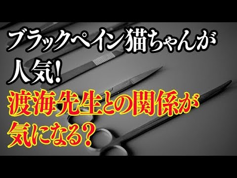 ブラックペアン猫ちゃん 趣里 がかわいいし渡海先生との関係が好評 News Wacoca Japan People Life Style ブラックペアン猫ちゃん 趣里 がかわいいし渡海先生との関係が好評 News Wacoca Japan People Life Style