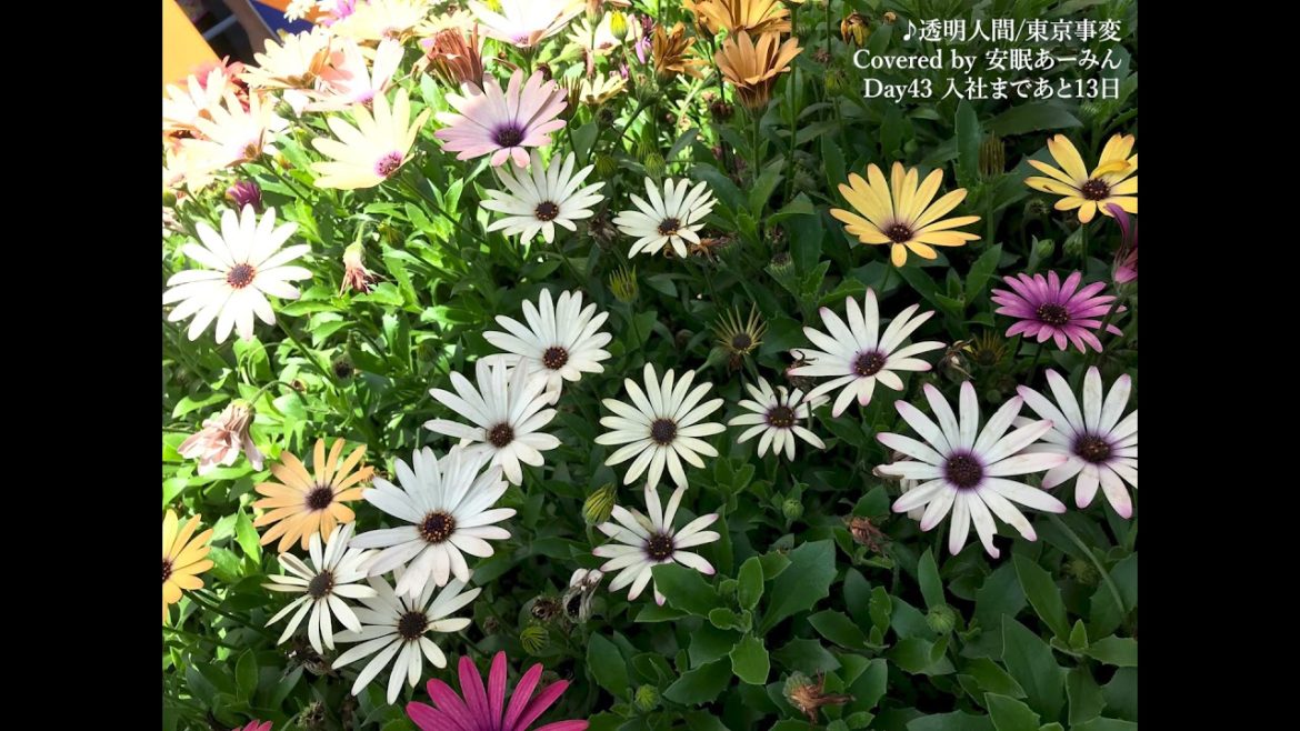 【Day43】透明人間　東京事変/入社までに歌がうまくなる猫　カバー