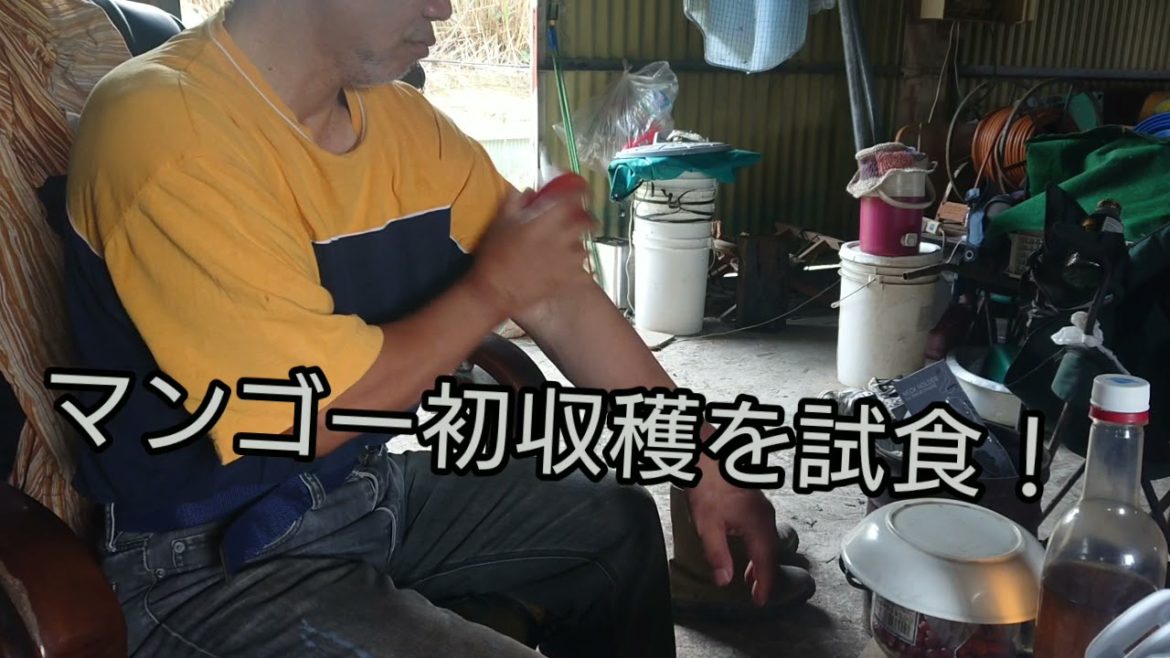 マンゴー園にて(47)      a day in the mango farm Okinawa