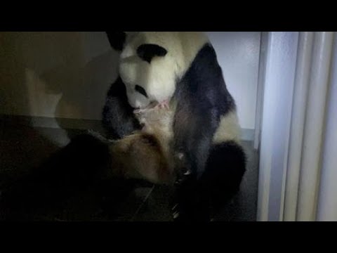 ✅ 上野動物園で6月4日から公開を中止していたジャイアントパンダ「シンシン」が23日、双子の赤ちゃんを出産した。同動物園は同日に会見。飼育を担当する教育普及課によ… – 日刊スポーツ新聞社のニュース ✅ 上野動物園で6月4日から公開を中止していたジャイアントパンダ「シンシン」が23日、双子の赤ちゃんを出産した。同動物園は同日に会見。飼育を担当する教育普及課によ… - 日刊スポーツ新聞社のニュース