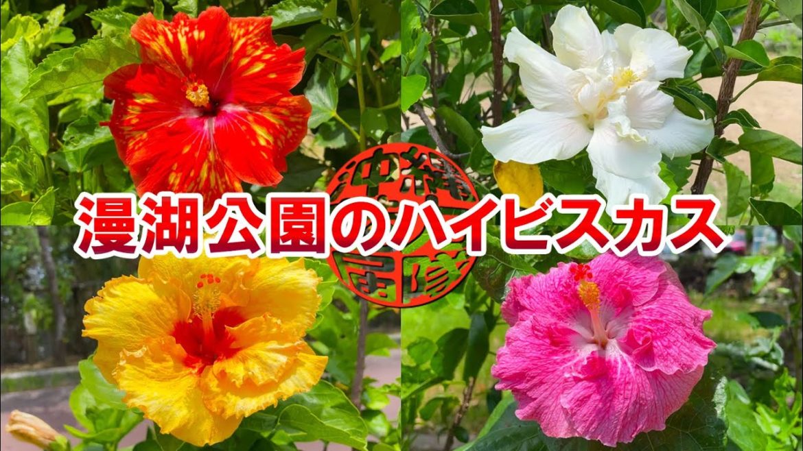 【那覇市の公園】緊急事態宣言中の漫湖公園の様子と色とりどりカラフルに咲くハイビスカスの様子！