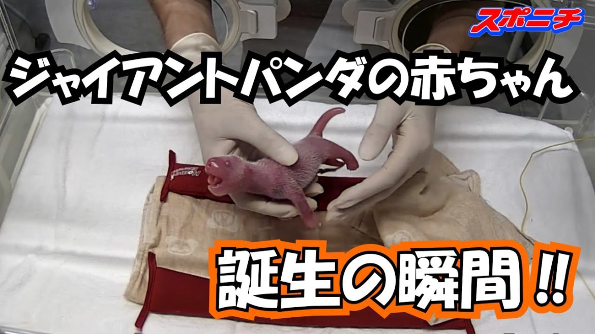 上野動物園に双子パンダ!!園では4年ぶり誕生 福田園長「“やった”と心からうれしかった」