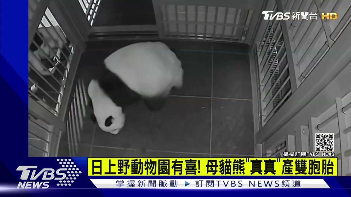 日本上野動物園有喜! 母貓熊「真真」產雙胞｜TVBS新聞