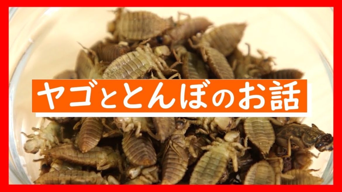 内山先生と咲楽ちゃんが「ヤゴ談義」に花が咲き始めました💕｜昆虫食｜井上咲楽