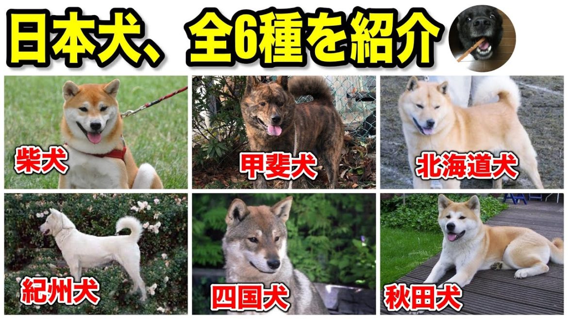 日本犬、全6種類を紹介！特徴や性格など