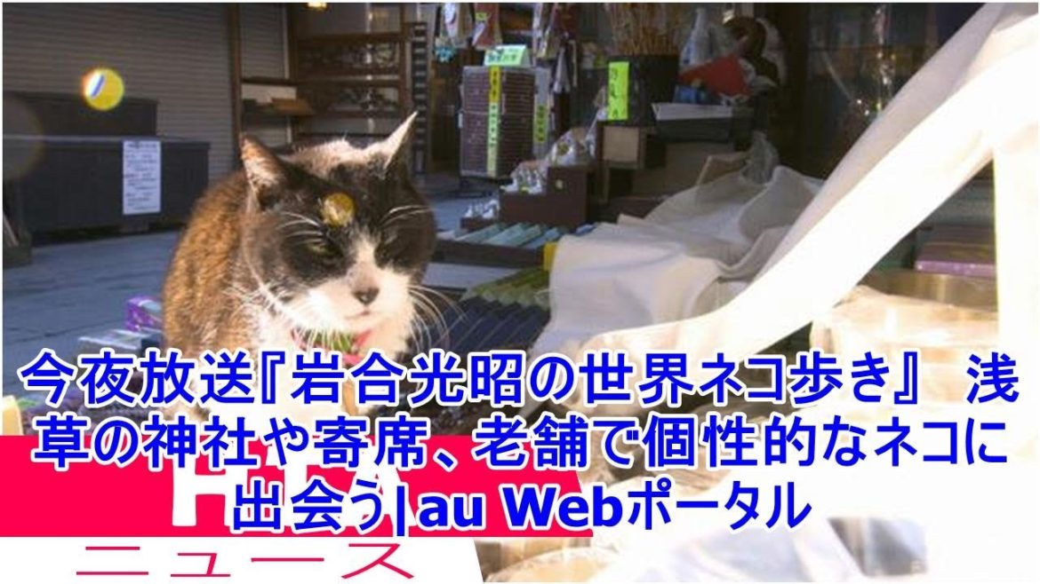 今夜放送『岩合光昭の世界ネコ歩き』　浅草の神社や寄席、老舗で個性的なネコに出会う|au Webポータル
