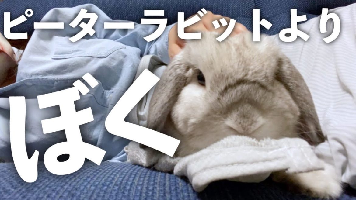 うさぎさんとピーターラビットを見た結果、意外な展開にｗ【ホーランドロップ】