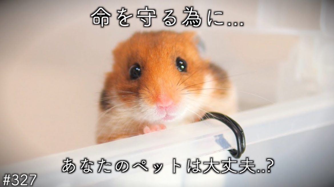 ハムスターはコロナウィルスに感染します。ペットを守る方法。