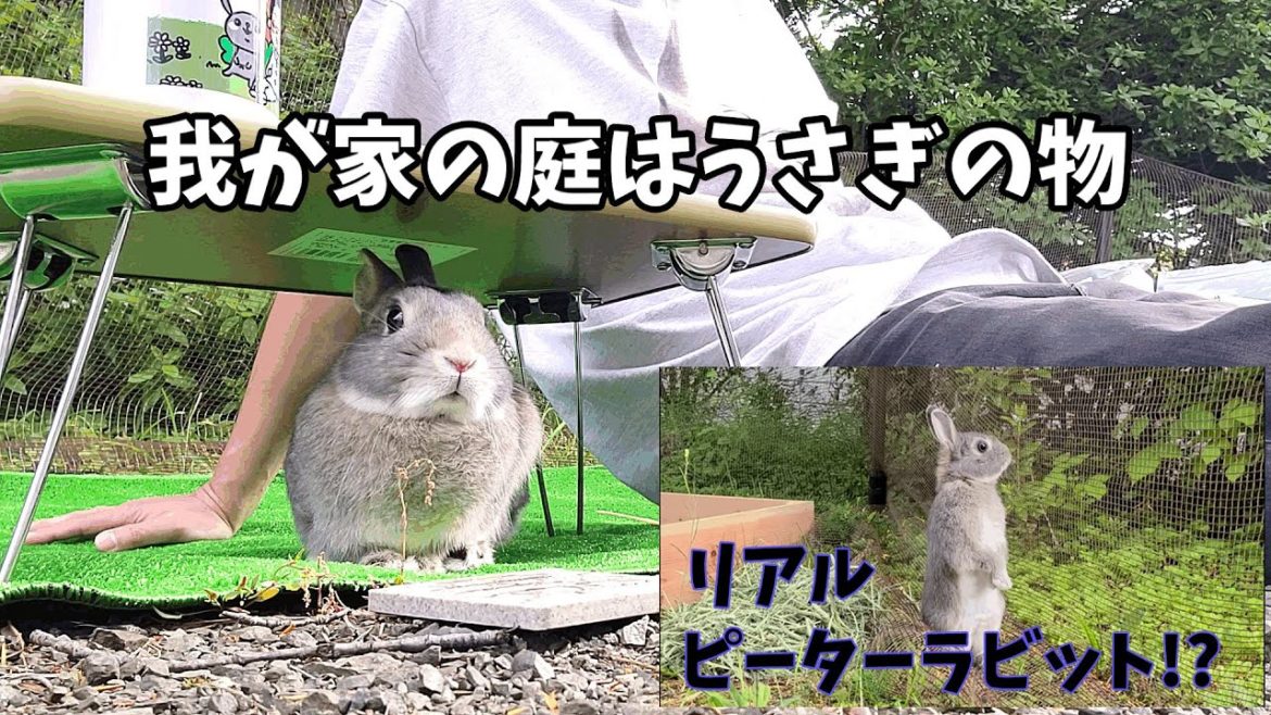 うさぎと一緒に外遊び まるでピーターラビットの世界だった#300