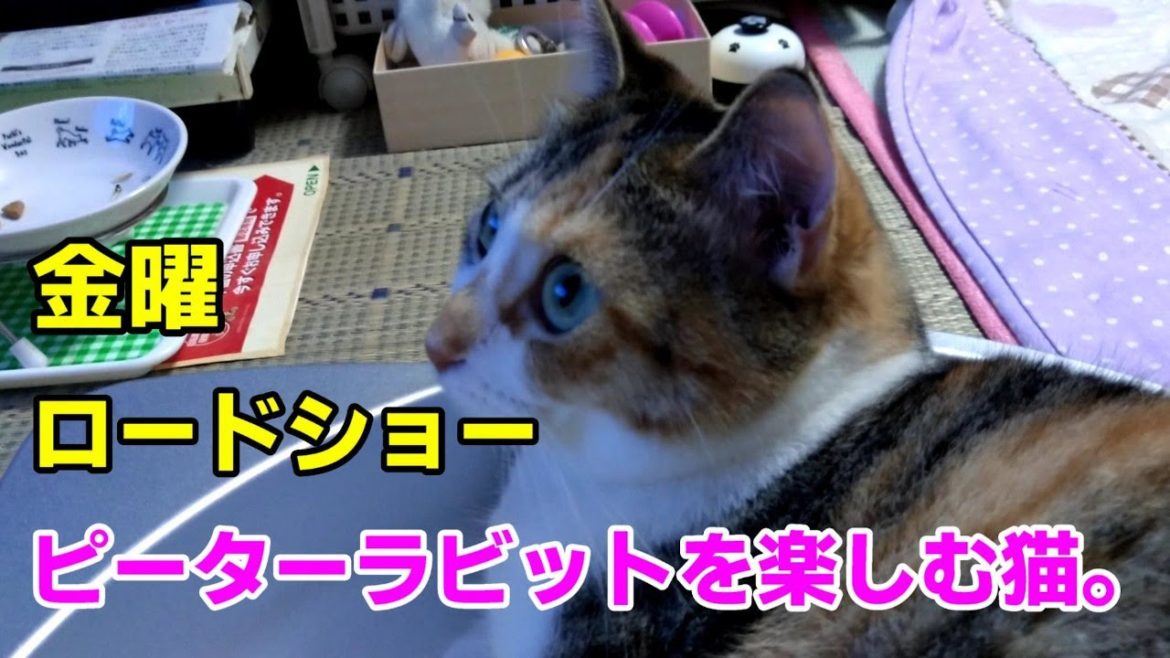 先日6月25日のTV放送のピーターラビットを楽しむ。猫の様子！247 #ピーターラビット #進めねこにゃん