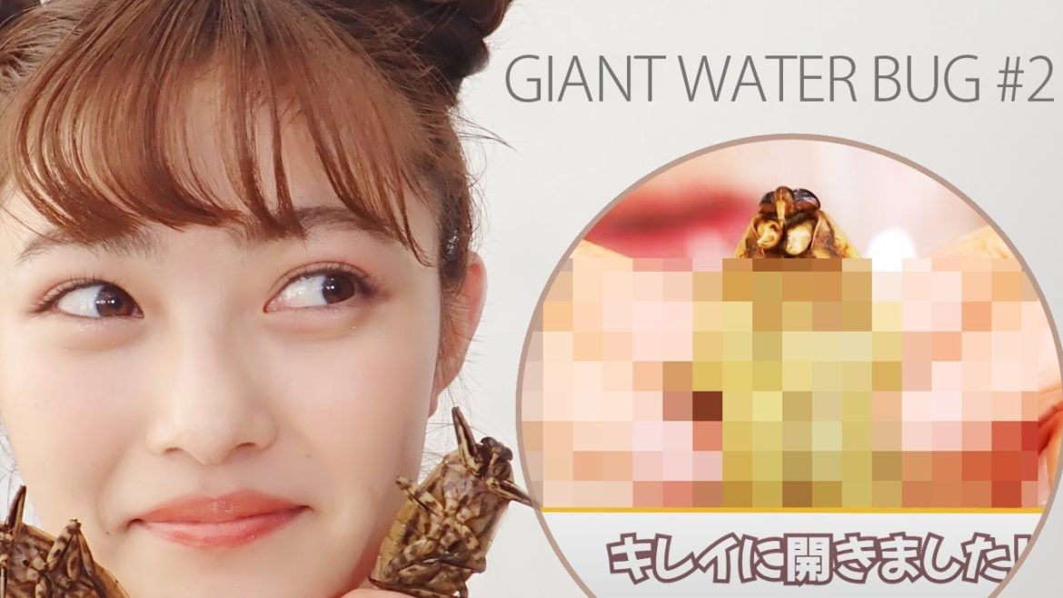 【予習！復習！？】タガメの解体はここで覚える！米とサーカスでも使えるよ！｜井上咲楽