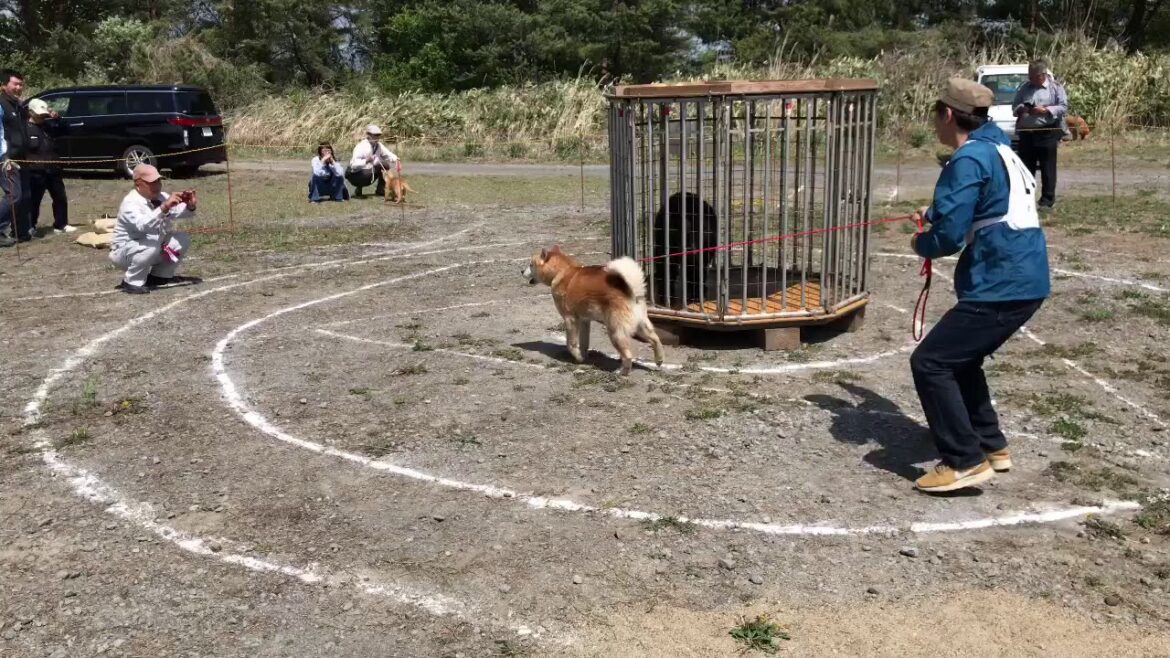 うちの北海道犬、北斗を獣猟競技に出してみた！そしたらなんと？