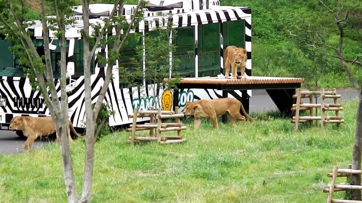 最初はルエナ　The first time I met was Luena　〜 Lion 〜