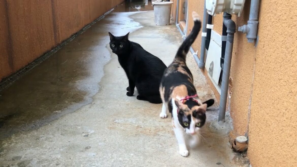 沖縄を襲った線状降水帯、18万人に避難指示の束の間の晴れ間です。家猫ニャンズの朝のお見送りは自分でご帰宅します。Okinawa record heavy rain
