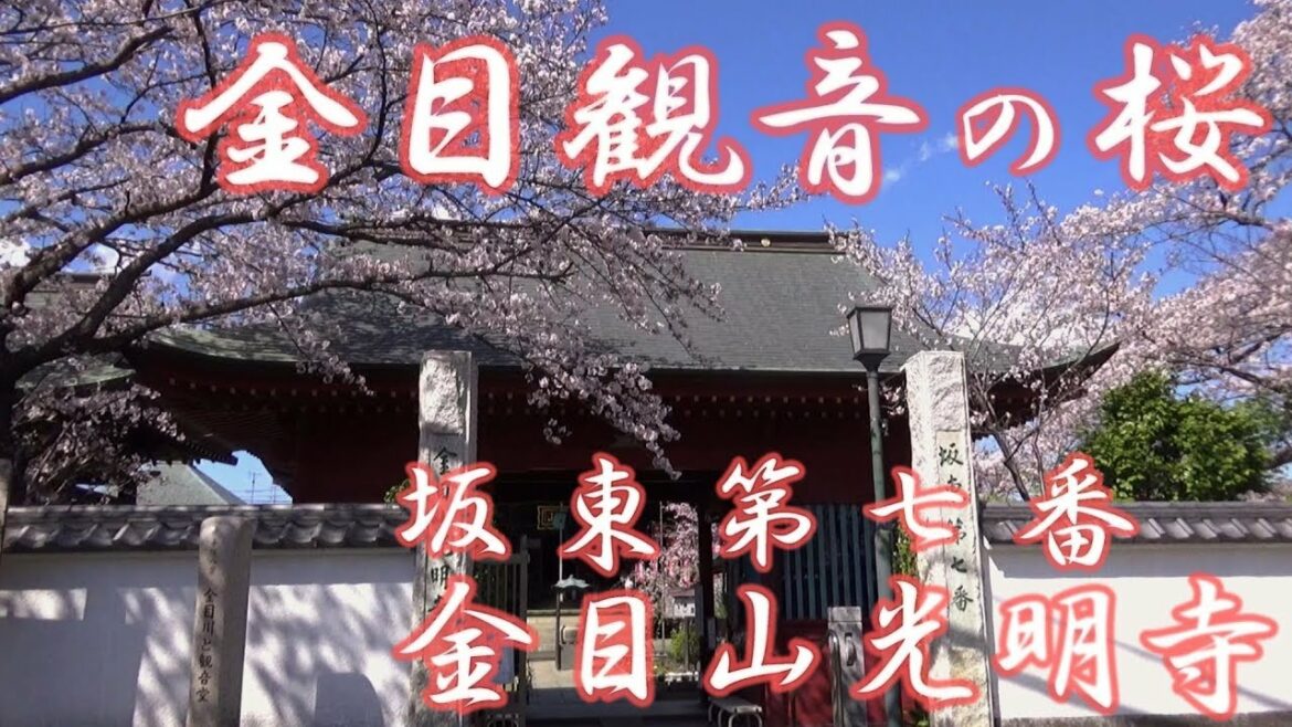 金目観音の桜　金目山光明寺（坂東第七番札所）平塚市南金目