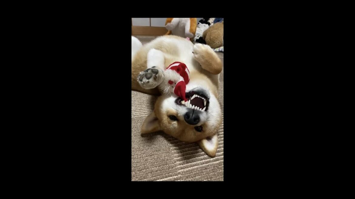 芳根京子なみの美しい白い歯でサンタを蹂躙する柴犬