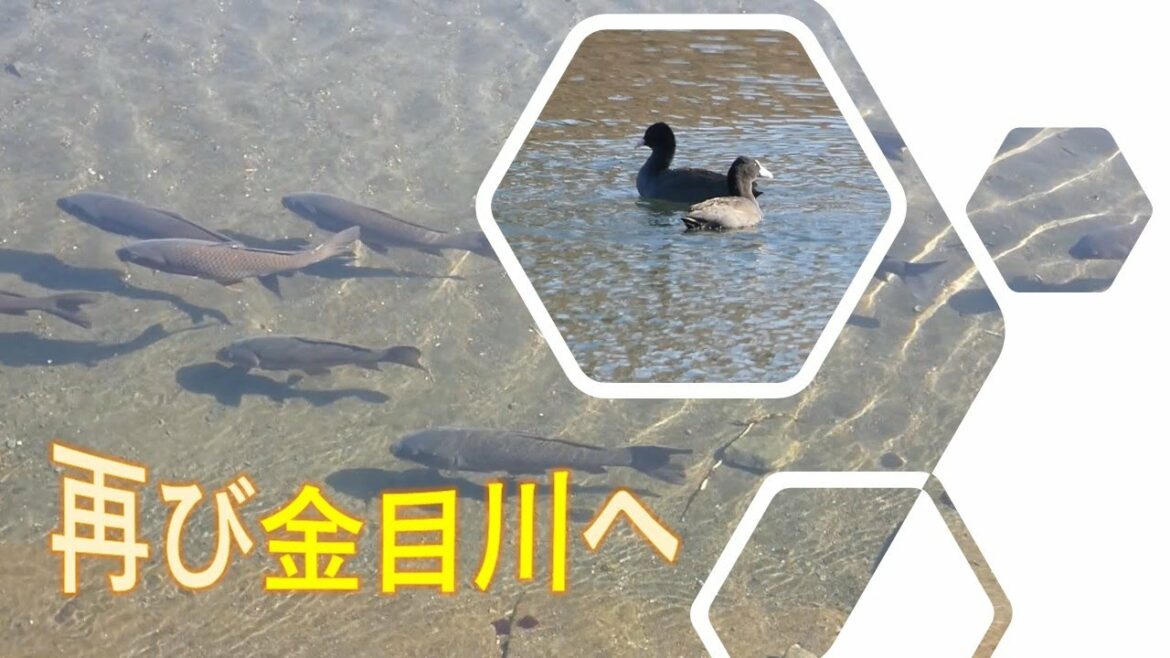 金目川
