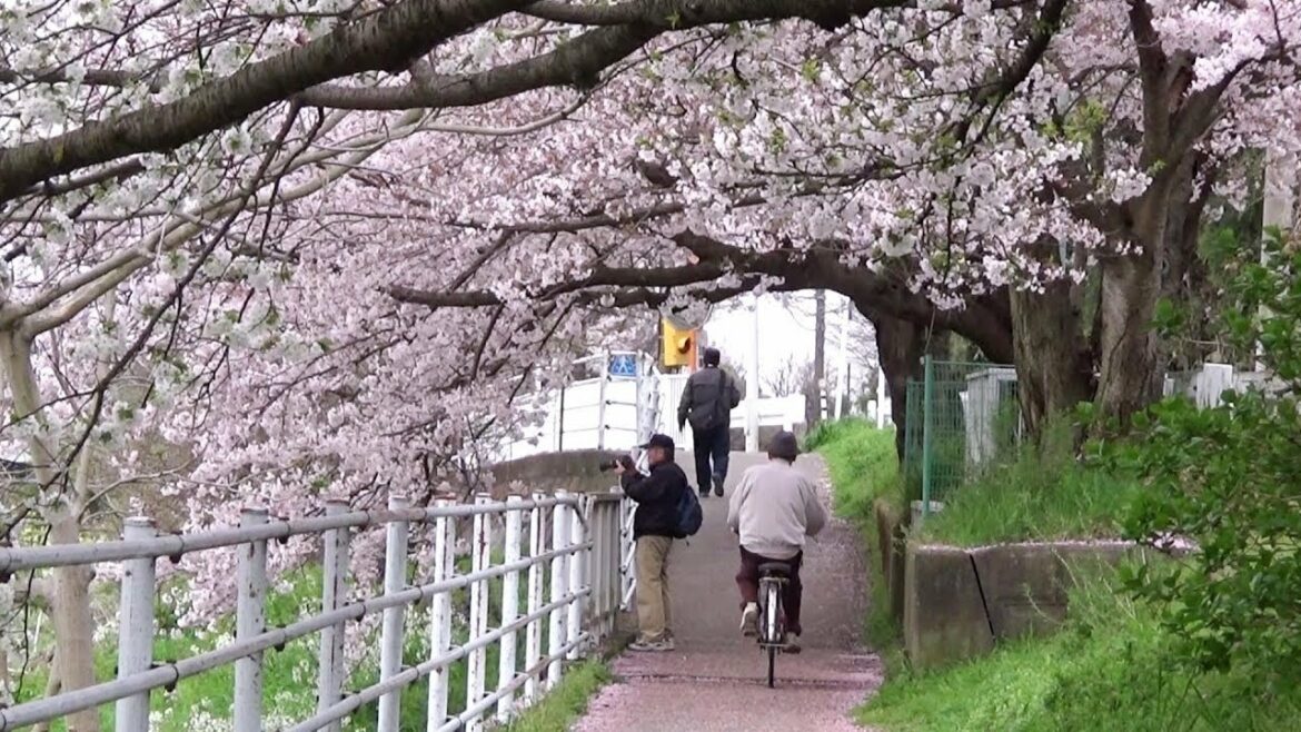 金目川桜並木（通称：花水川）２０１７年＜１＞サイクリングロード　かながわ花の名所１００選　平塚市山下