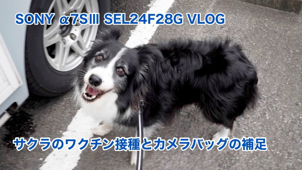 SONY α7SⅢ SEL24F28G VLOG サクラのワクチン接種とカメラバッグの補足 #869 [4K]