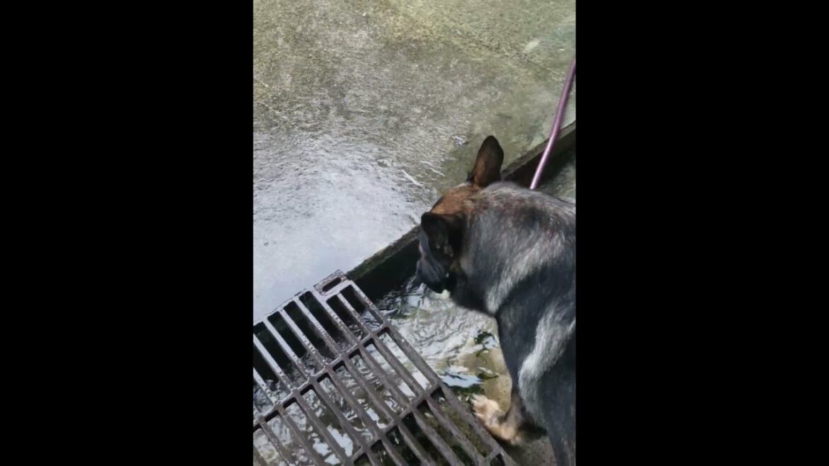シェパード犬　線状降水帯接近中　外に出てみる#Shorts