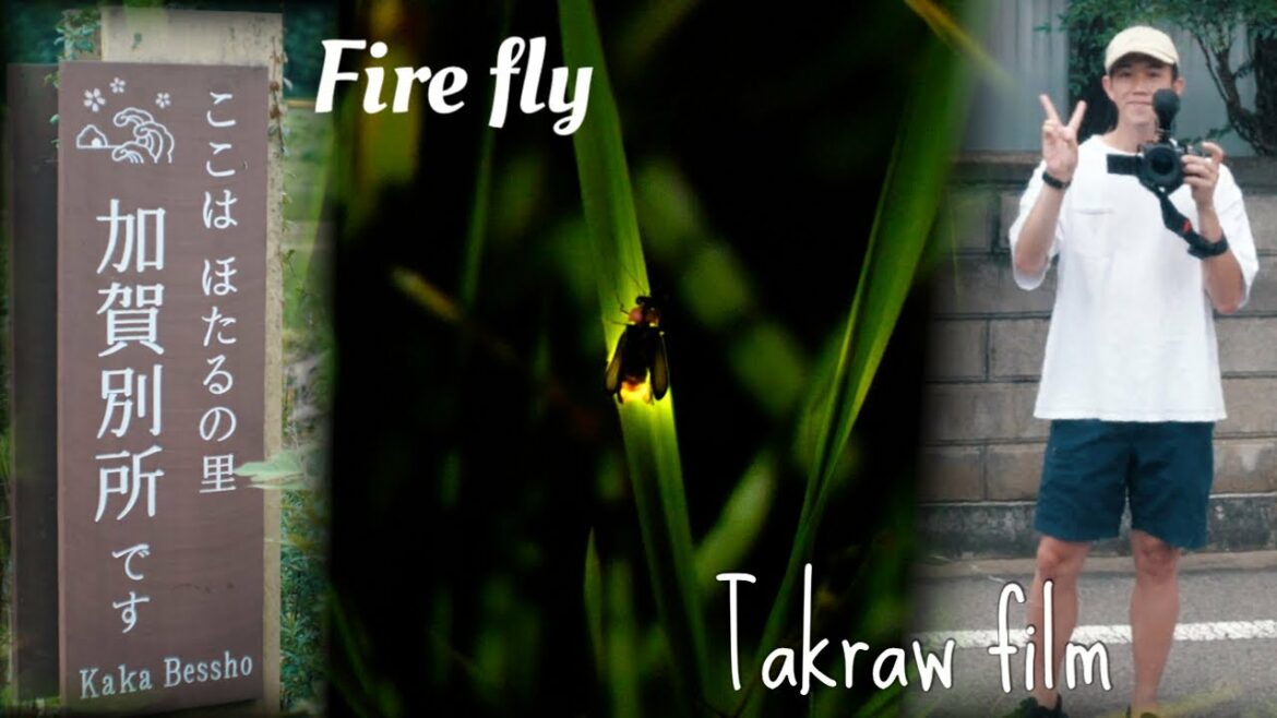 【島根県松江市】ホタルの乱舞 in 加賀別所【タクローfilm】