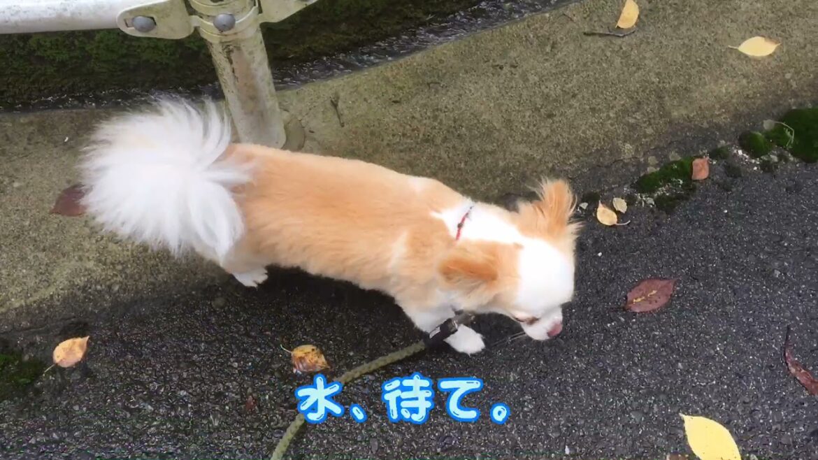 チワワのランディ♪  たくさんの水の巻