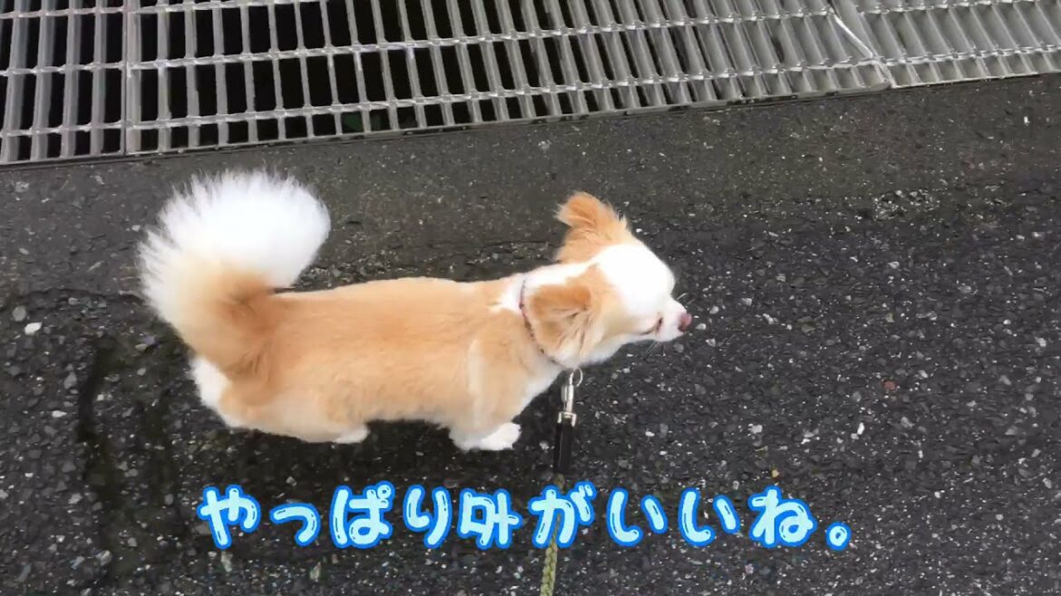 チワワのランディ♪  たくさんの水の巻