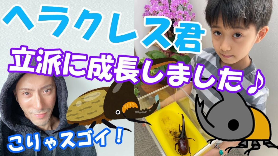 【市川海老蔵:歌舞伎:市川團十郎白猿】勸玄くんが卵から育てたヘラクレスオオカブトが巨大化「凄い!!」「スクスク大きく育ってますね」