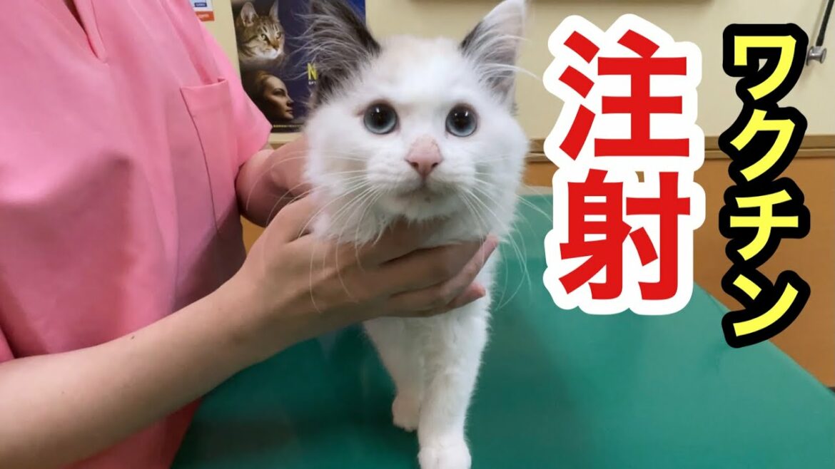子猫のスノー２回目のワクチン接種で散歩のできる体に仕上がりました