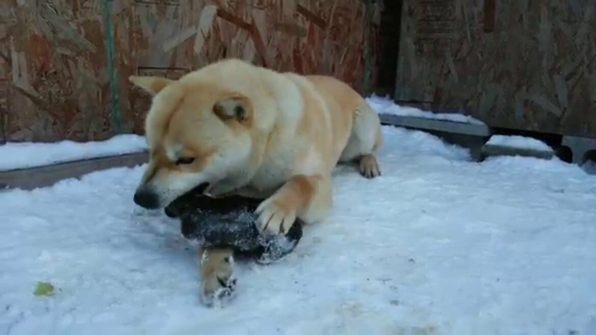 アイヌ犬　牙狼　ヒグマの手　４