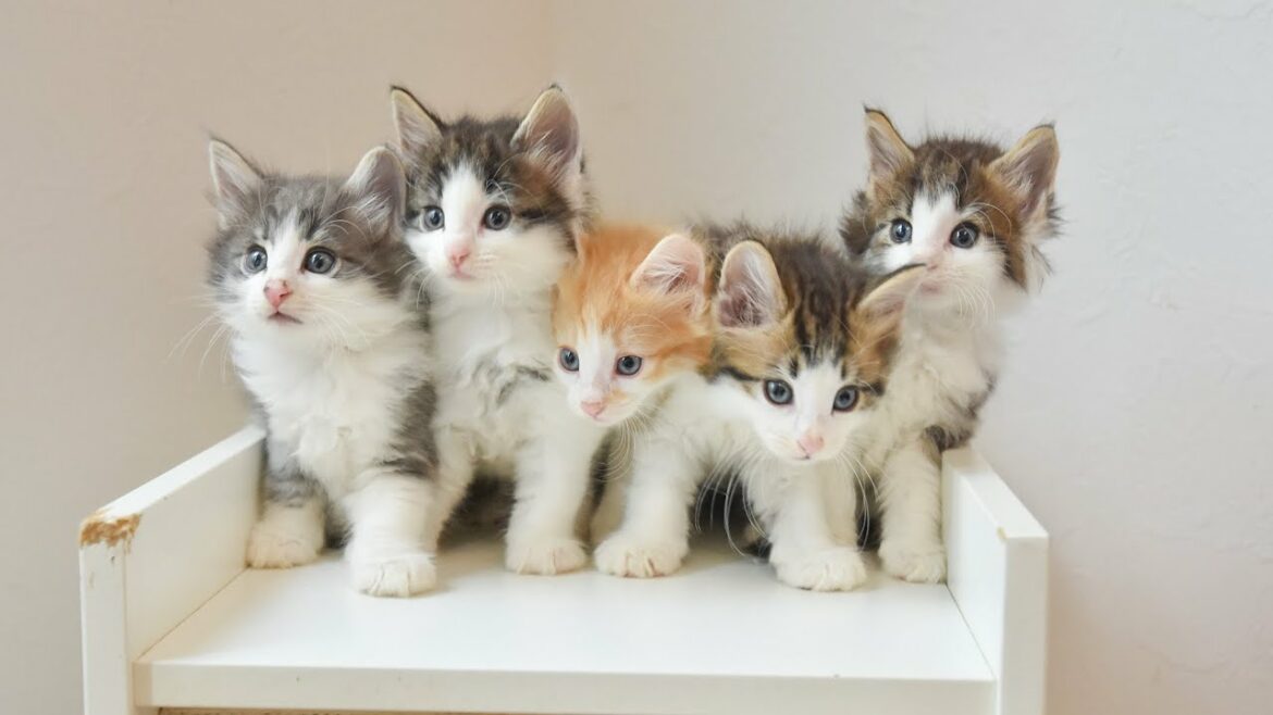 ノルウェージャンフォレストキャット子猫ご家族募集です