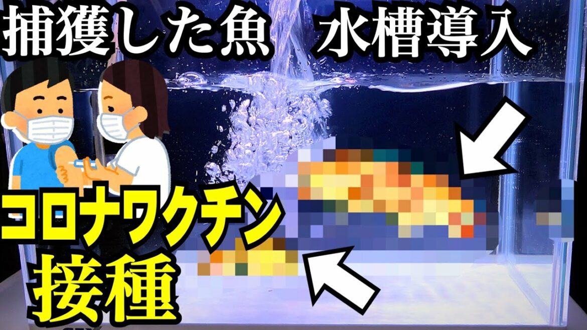 捕獲した魚を水槽へ、合間にコロナワクチン接種した結果…