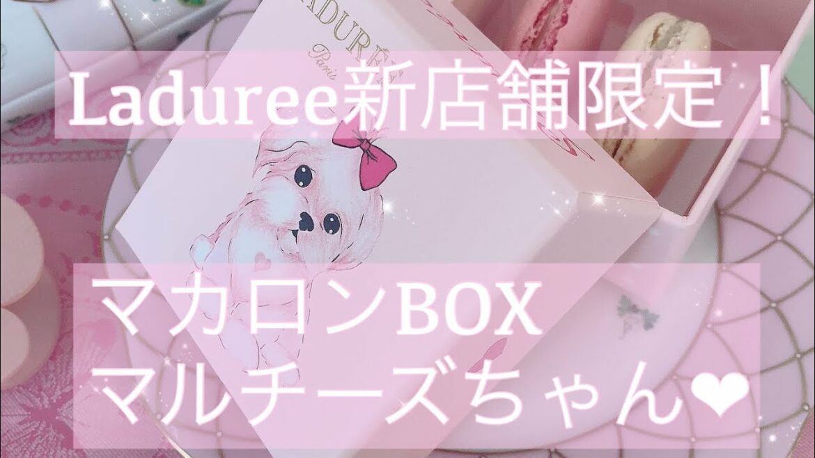 ♡𝓋𝓁ℴℊ ♡ラデュレの限定マカロンBox開封♡可愛いマルチーズちゃん💕