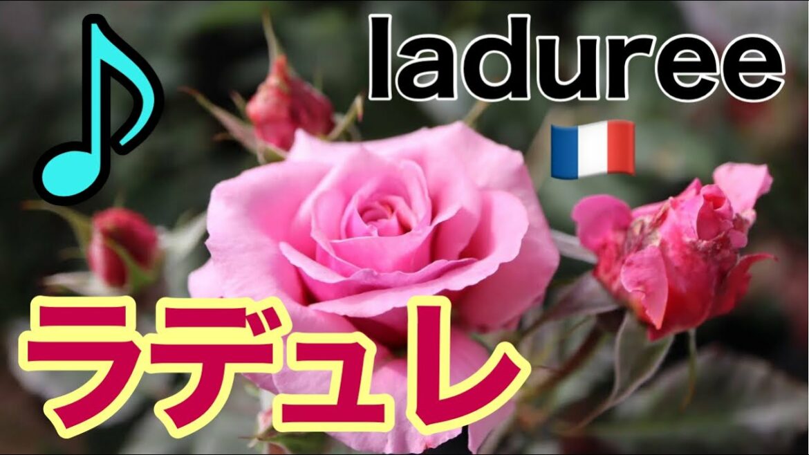 【ラデュレ2】2021.May.15 【ラデュレ2】2021.May.15