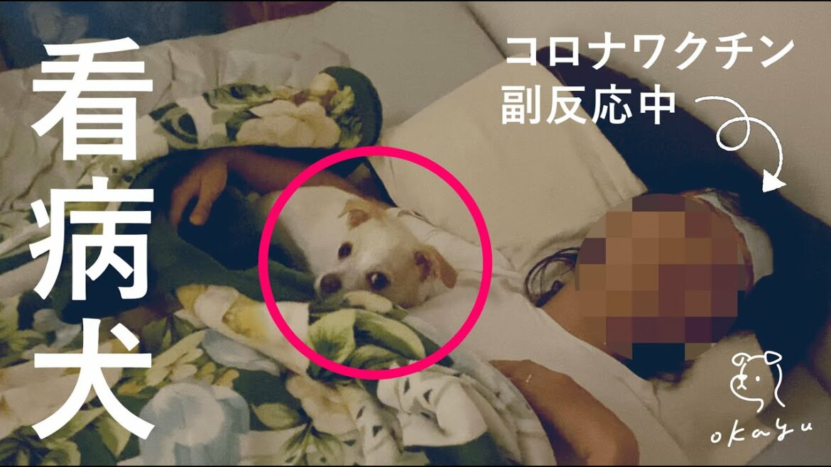 【看病犬】コロナワクチンの副反応で休んでいる飼い主をひたすら癒やしてくれる