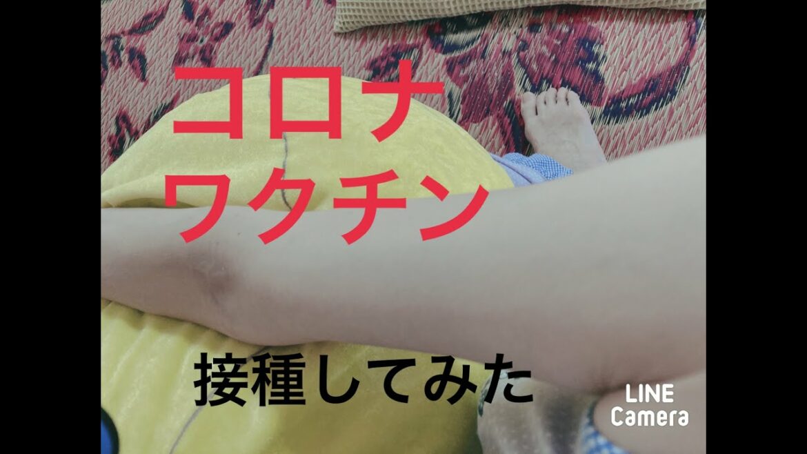 【コロナワクチン】副反応実況！おはようございます、ソラです。チロもいます。#シンガプーラ #子猫 #成猫
