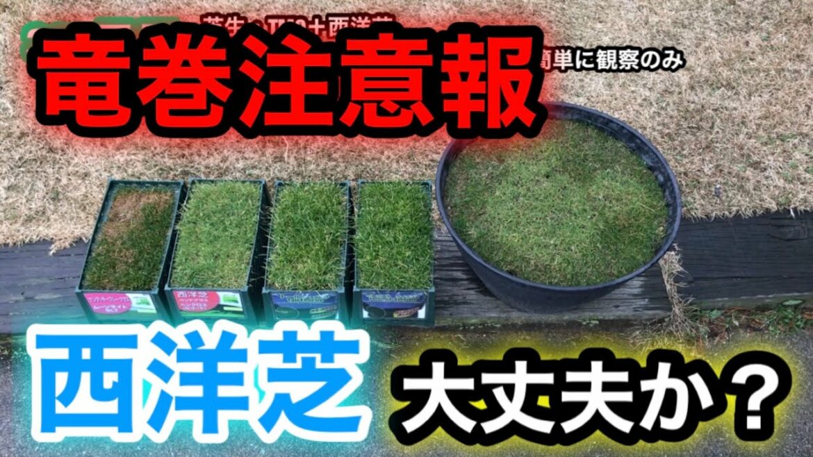 【芝生壊滅・TM9＋西洋芝】307日目 竜巻注意報　発表中！危ないので簡単に観察のみ