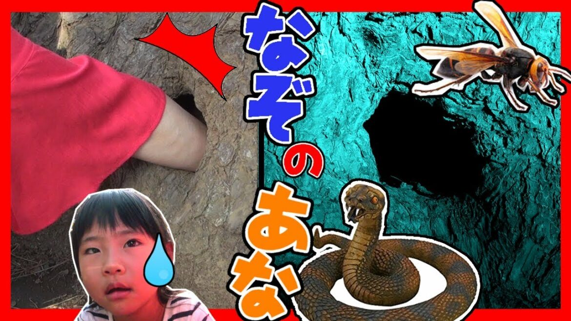 ハチの巣?ヘビ?ナゾのあなに手を入れてみたら…でてきたものは…!ふたりはなかよし♪ ハチの巣?ヘビ?ナゾのあなに手を入れてみたら…でてきたものは…!ふたりはなかよし♪