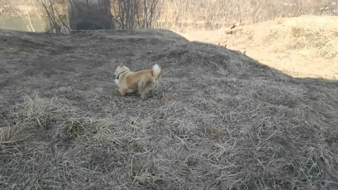 アイヌ犬　牙狼VSゴミ