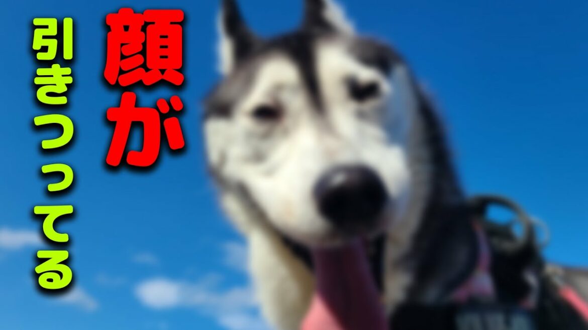 オリンピックで金メダルとった時の顔をする犬　ハスキー犬と保護犬トイプードル