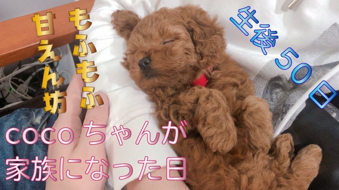 【トイプードル 仔犬】生後50日のトイプードルの赤ちゃんがお家にやってきた!!　cocoちゃん 犬のいる暮らし