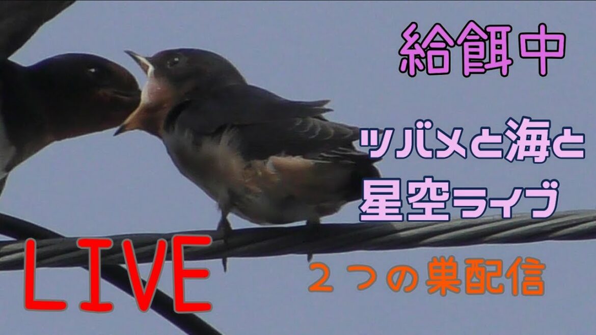 【音声ありLive】大雨警報　避難指示発　ツバメの巣２つライブ　２期目孵化９日目　巣立ち後見守り巣　高知太平洋ライブカメラLive in pacific ocean＆ Swallow 【ライブカメラ】