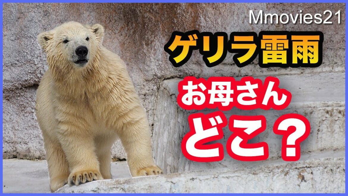 【ゲリラ雷雨】で避難指示その時ホッキョクグマ親子は？イッちゃんとホウちゃん　Polar Bear cub frightened by thunderstorms